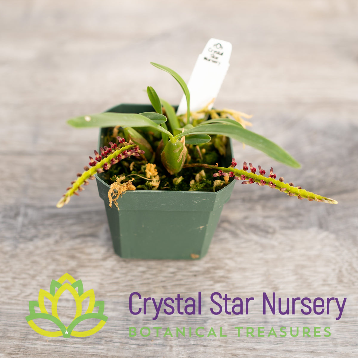 Bulbophyllum Falcatum var Velutinum (9)