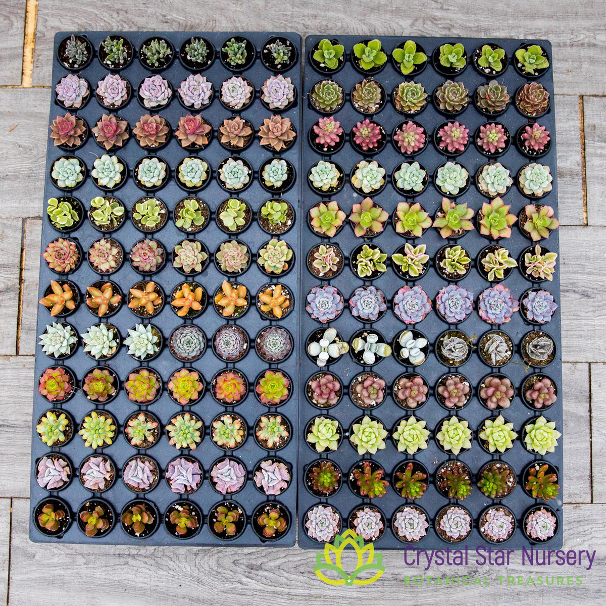 Assorted Succulent Party Favors