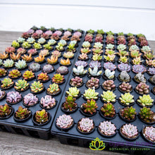 Assorted Succulent Party Favors