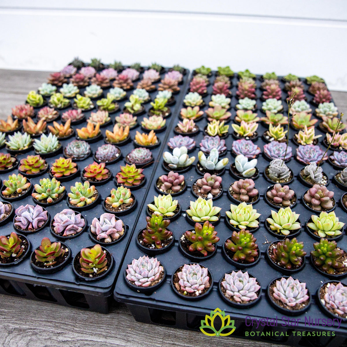 Assorted Succulent Party Favors