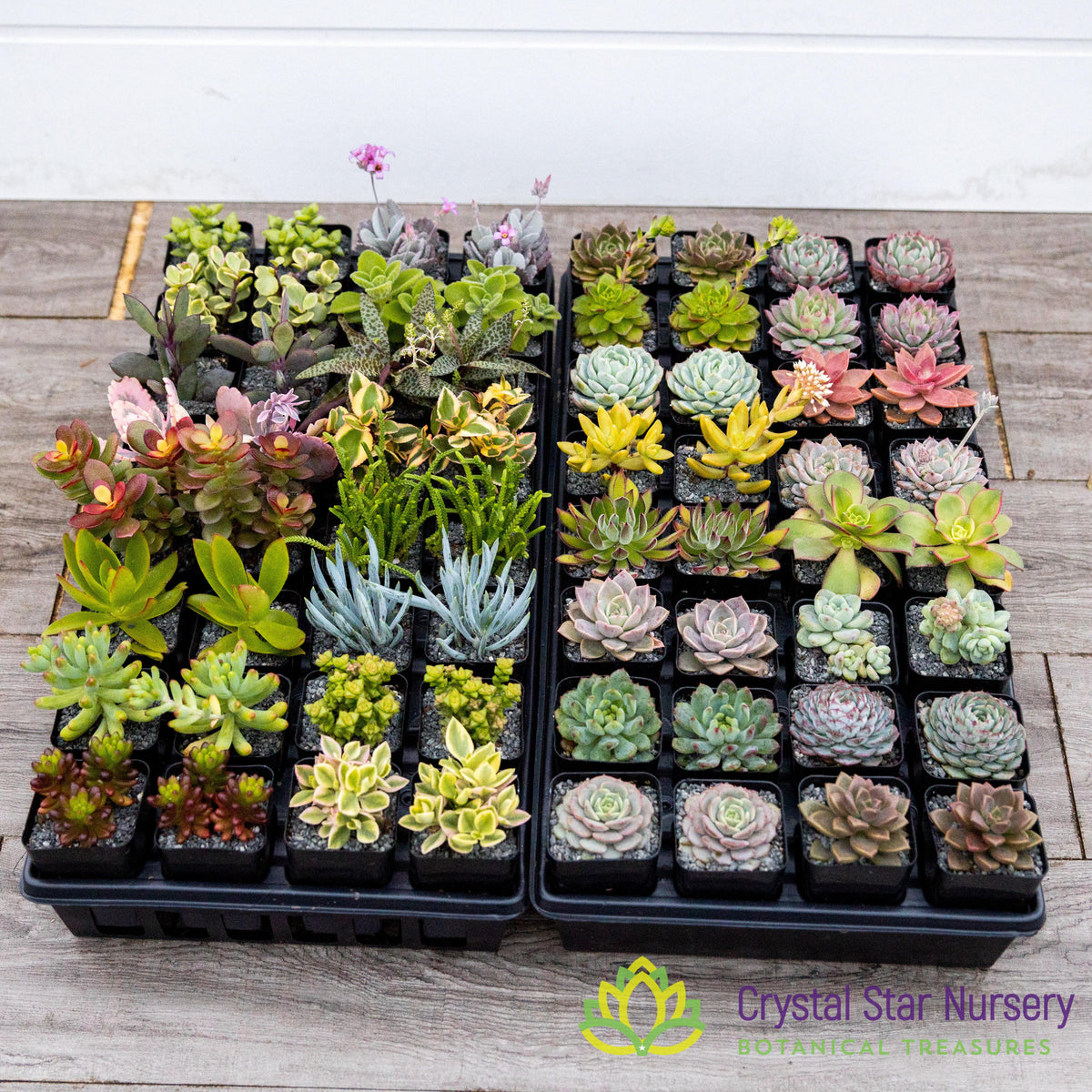 Assorted Succulent Party Favors