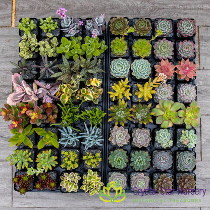 Assorted Succulent Party Favors