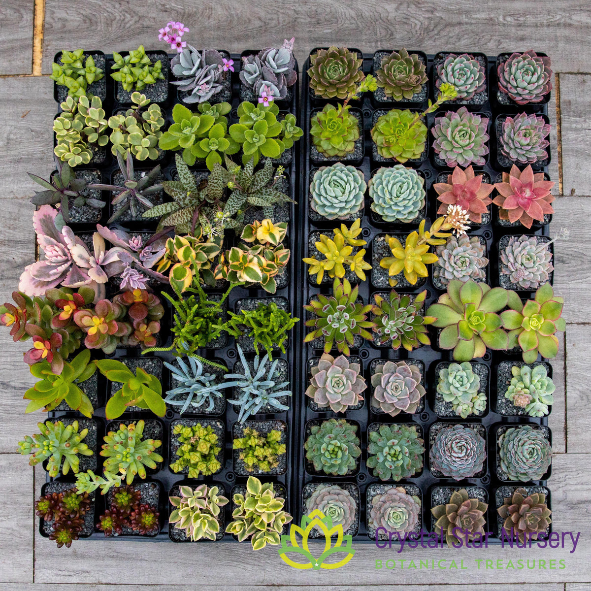 Assorted Succulent Party Favors
