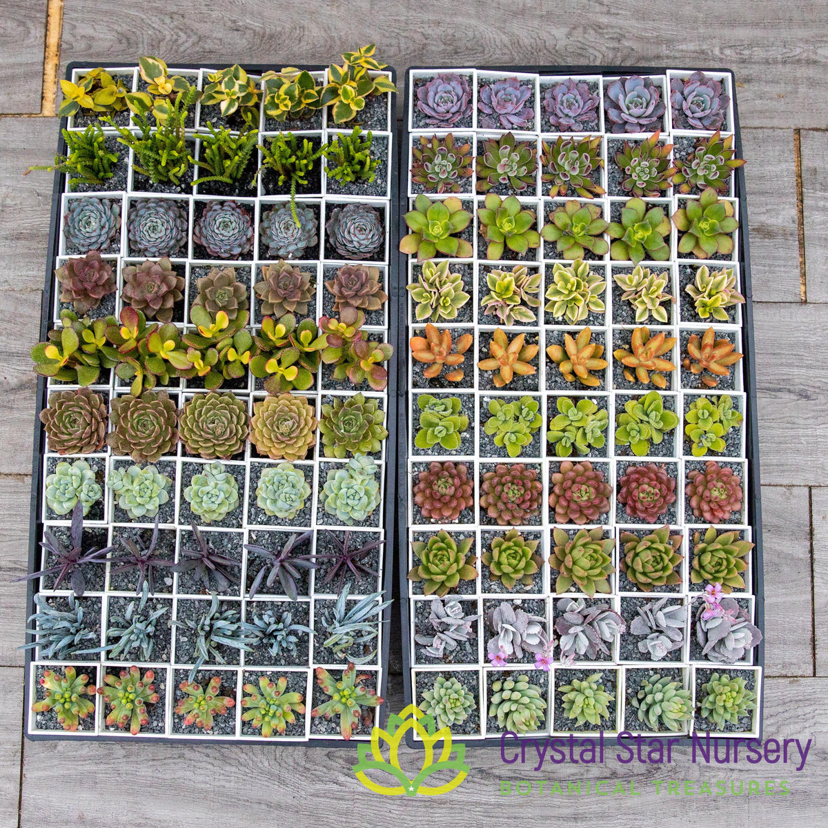 Assorted Succulent Party Favors