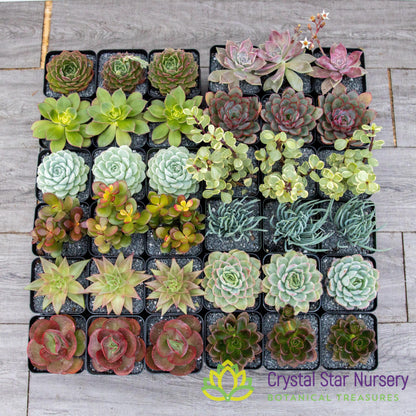 Assorted Succulent Party Favors