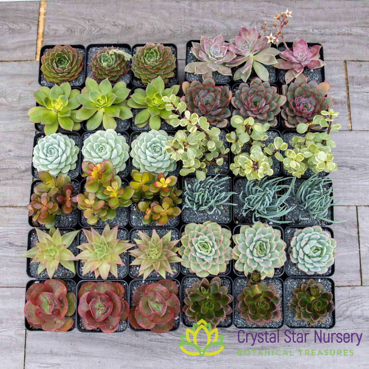 Assorted Succulent Party Favors