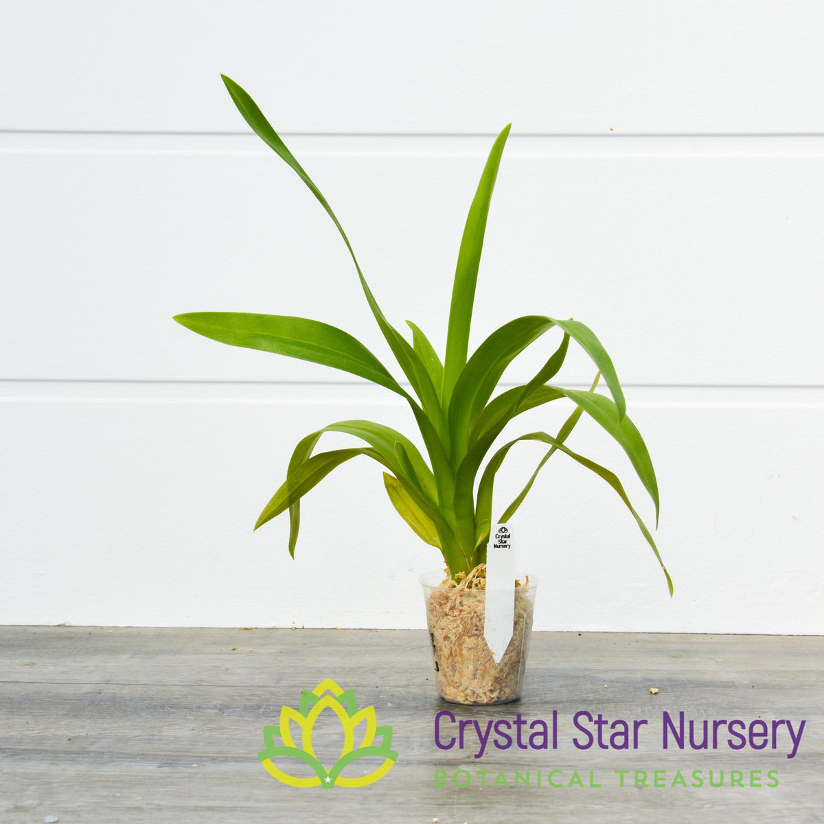Burrageara Guann Shin Jaguar &#39;Lucky Star&#39; (ONC-09)