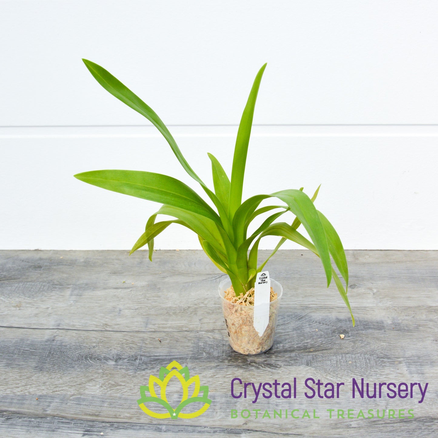 Burrageara Guann Shin Jaguar 'Lucky Star' (ONC-09)