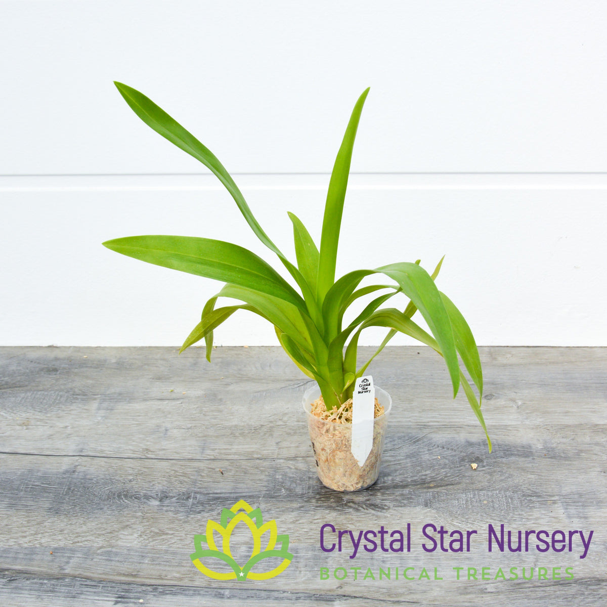 Burrageara Guann Shin Jaguar &#39;Lucky Star&#39; (ONC-09)