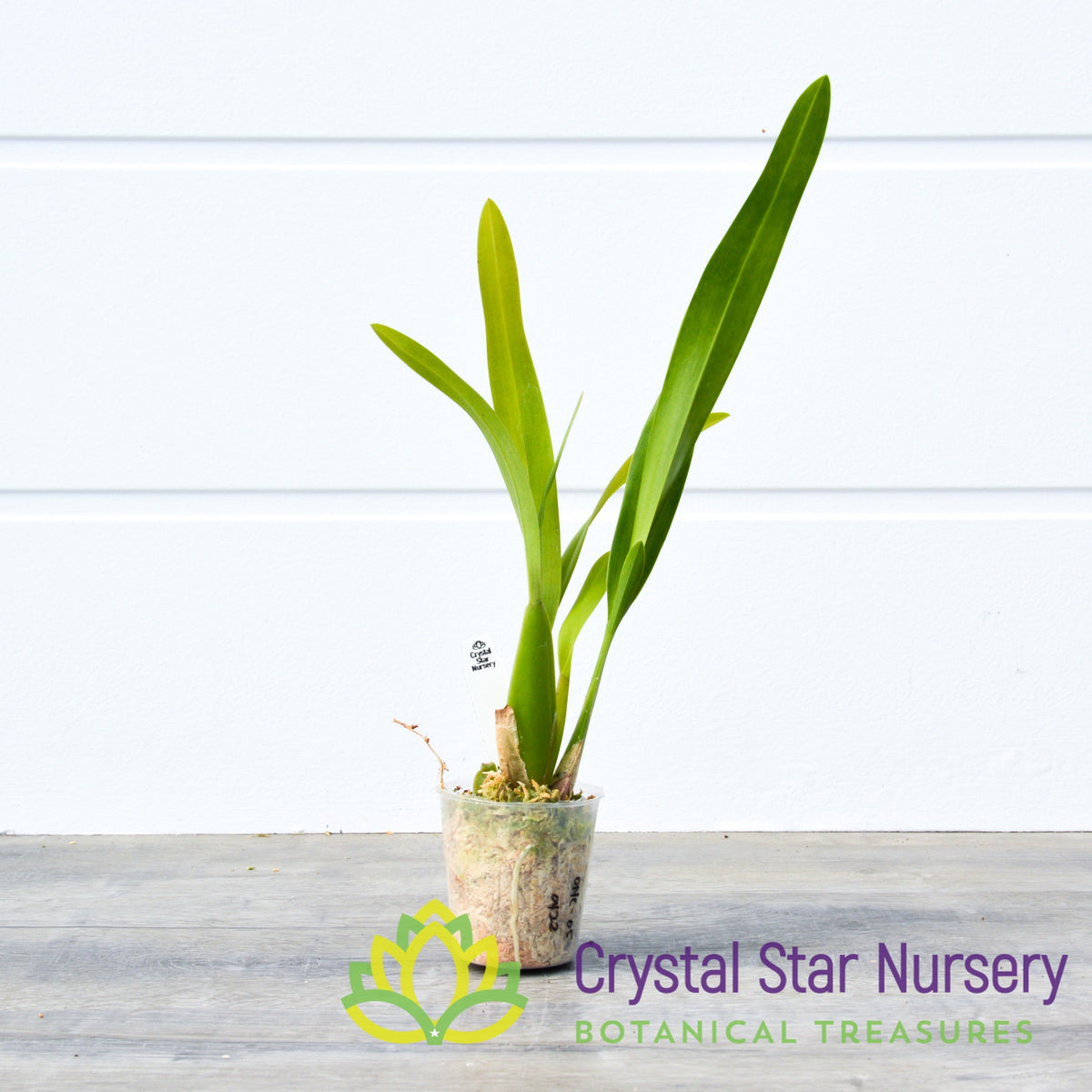Burrageara Guann Shin Pink Lady (ONC-5)