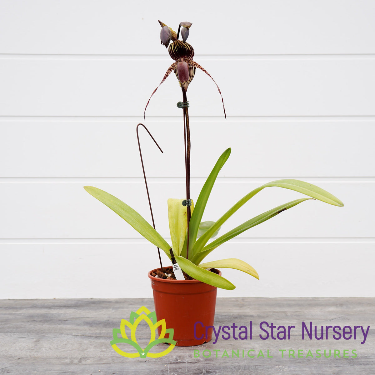 Paphiopedilum Wossner Black Wings