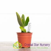 Cattleya Faikon Ball