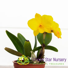 Cattleya Faikon Ball