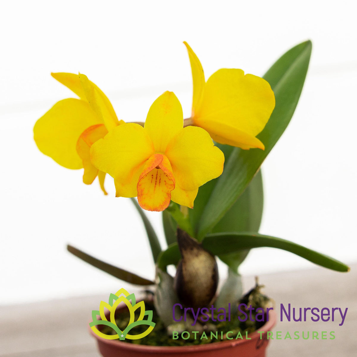 Cattleya Faikon Ball