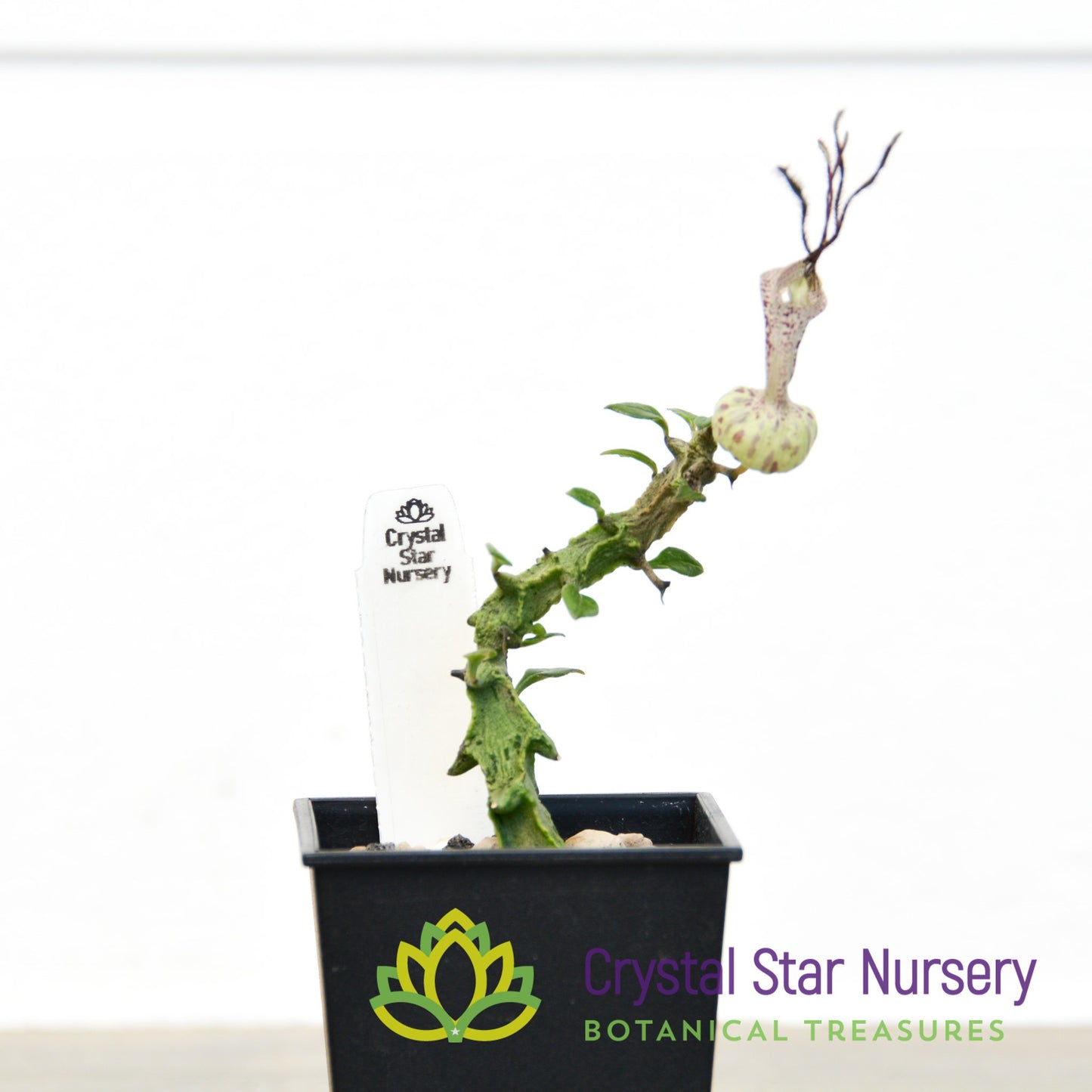 Ceropegia Simoneae