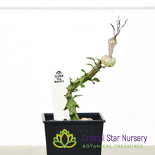 Ceropegia Simoneae