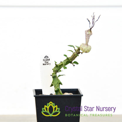 Ceropegia Simoneae