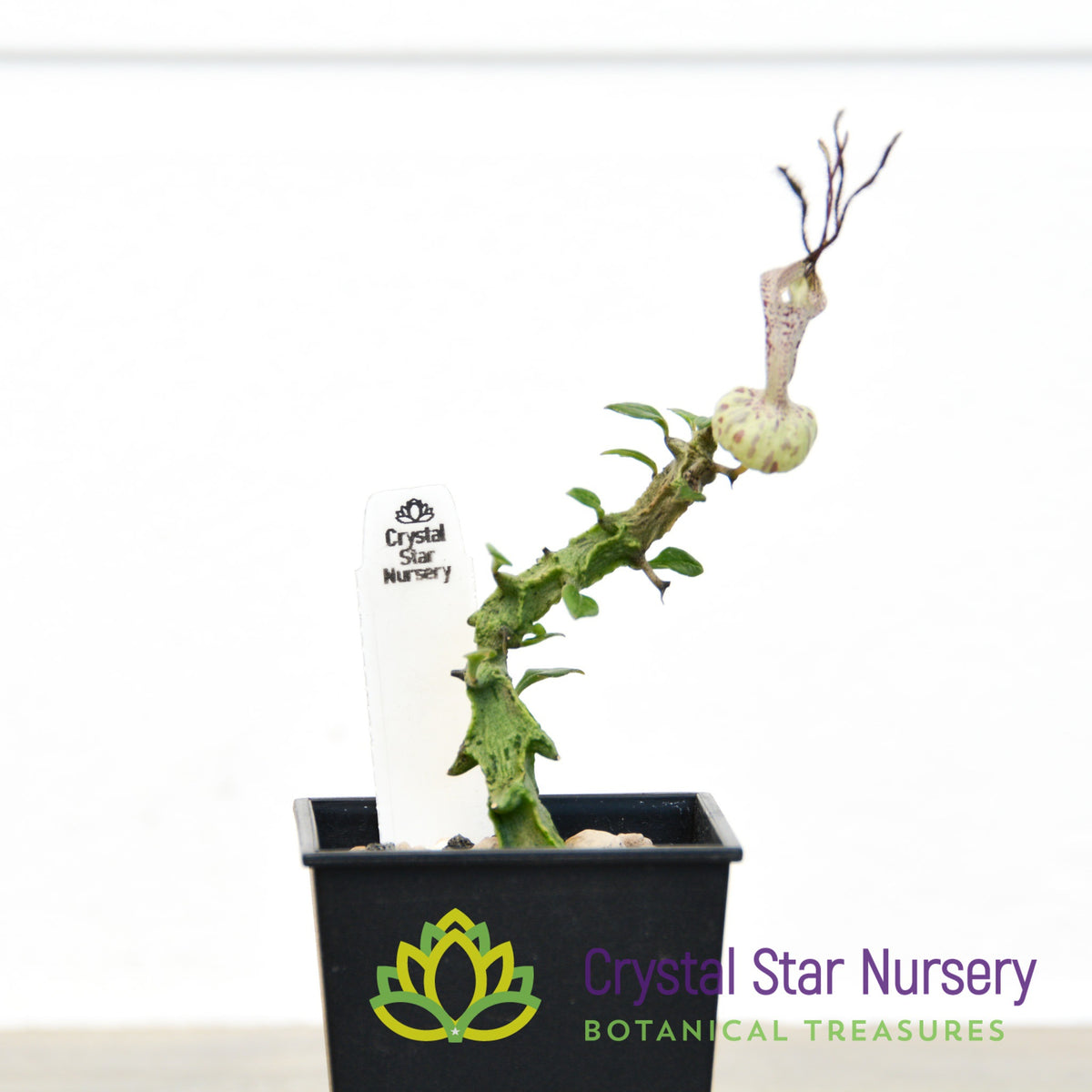 Ceropegia Simoneae