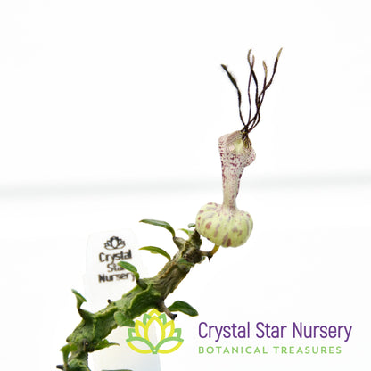 Ceropegia Simoneae