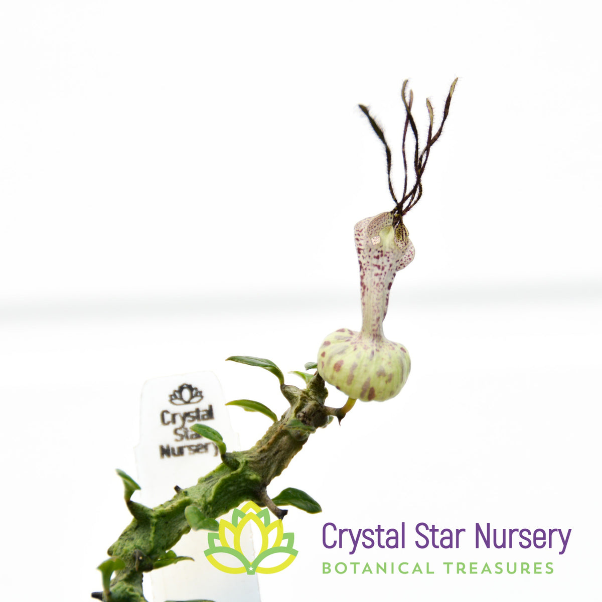 Ceropegia Simoneae