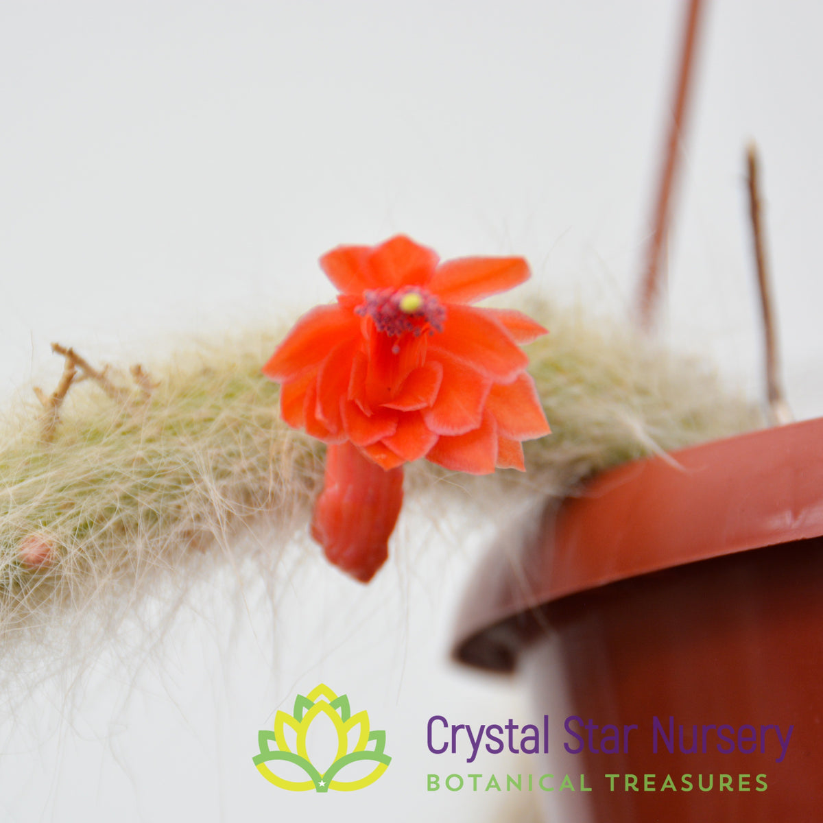 Cleistocactus Winteri subsp. Colademono