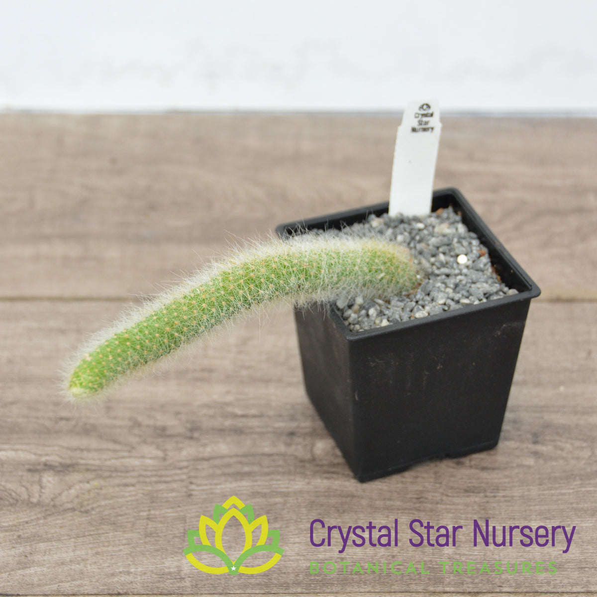 Cleistocactus Winteri subsp. Colademono