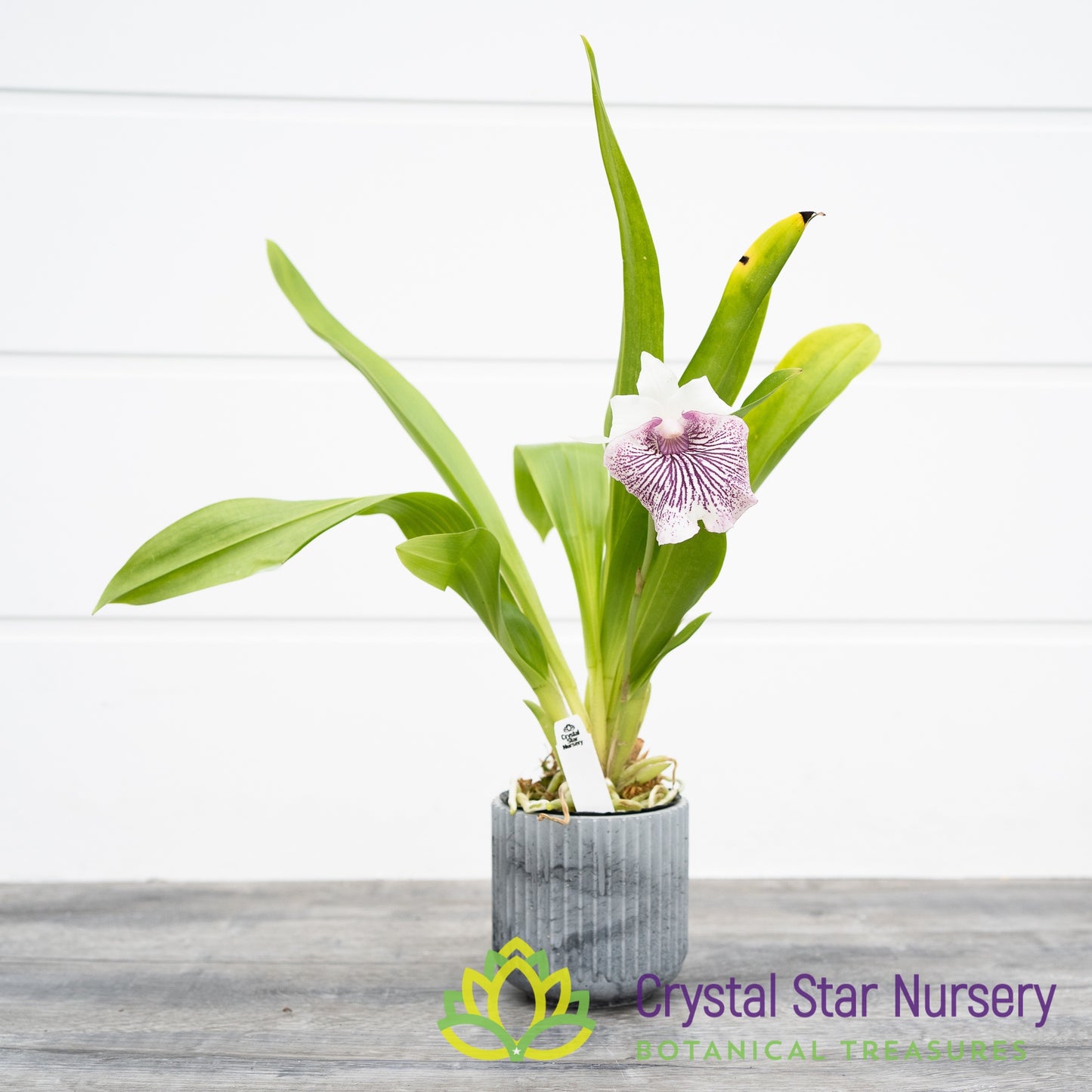 Cochleanthes Amazing