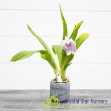 Cochleanthes Amazing