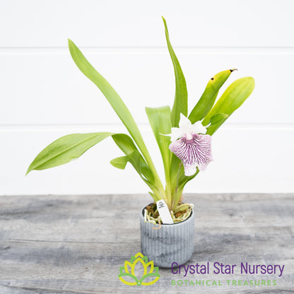 Cochleanthes Amazing