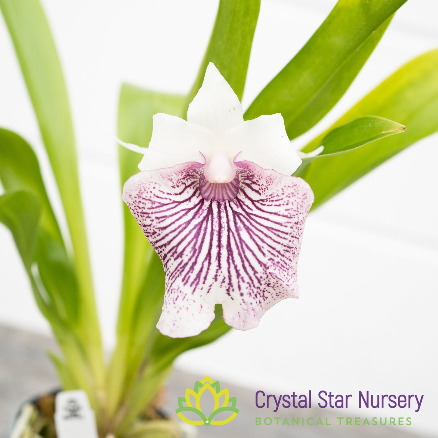 Cochleanthes Amazing