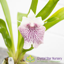 Cochleanthes Amazing