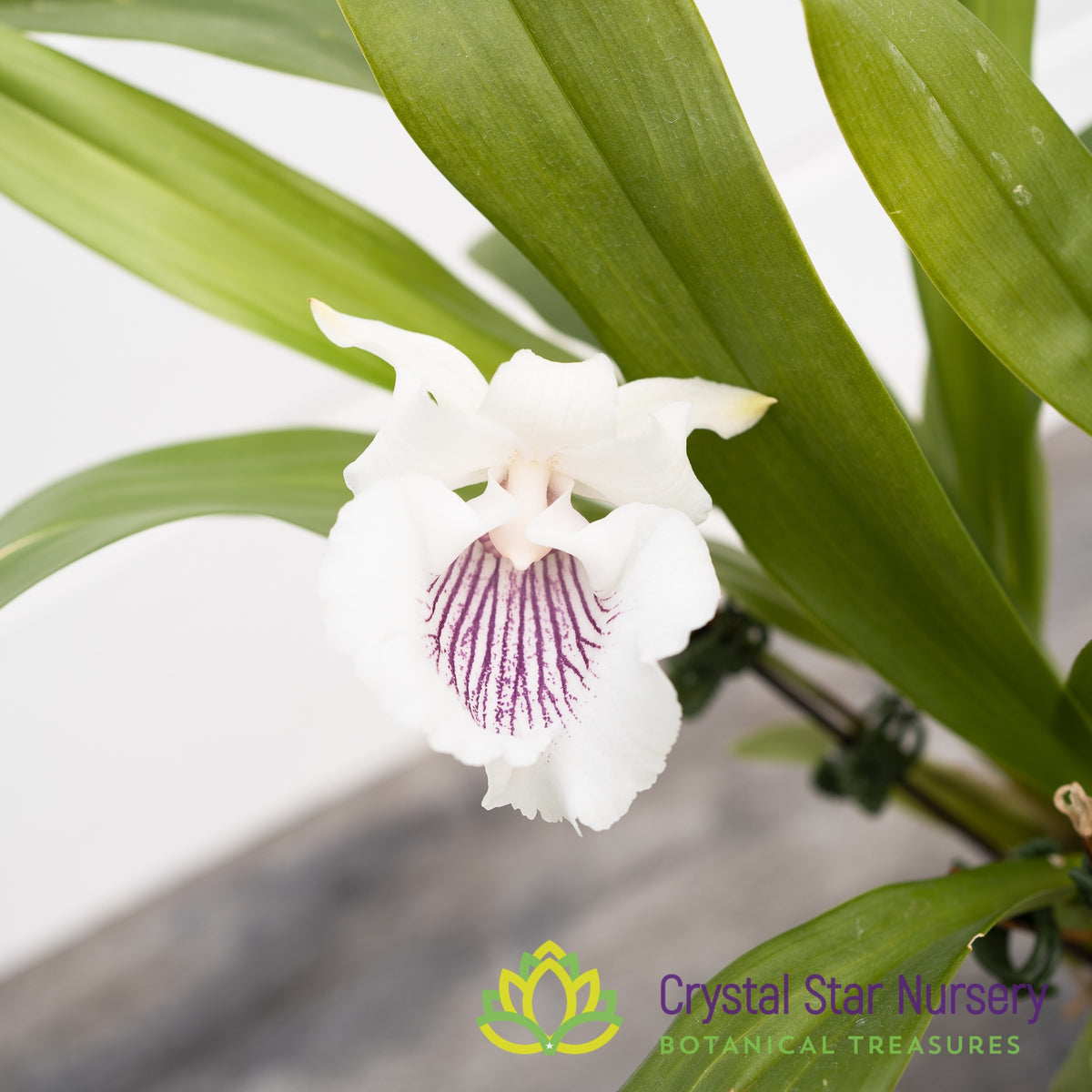 Cochleanthes Amazonica (CF12)
