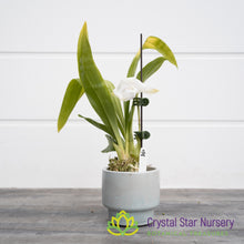 Cochleanthes Amazonica (CF12)