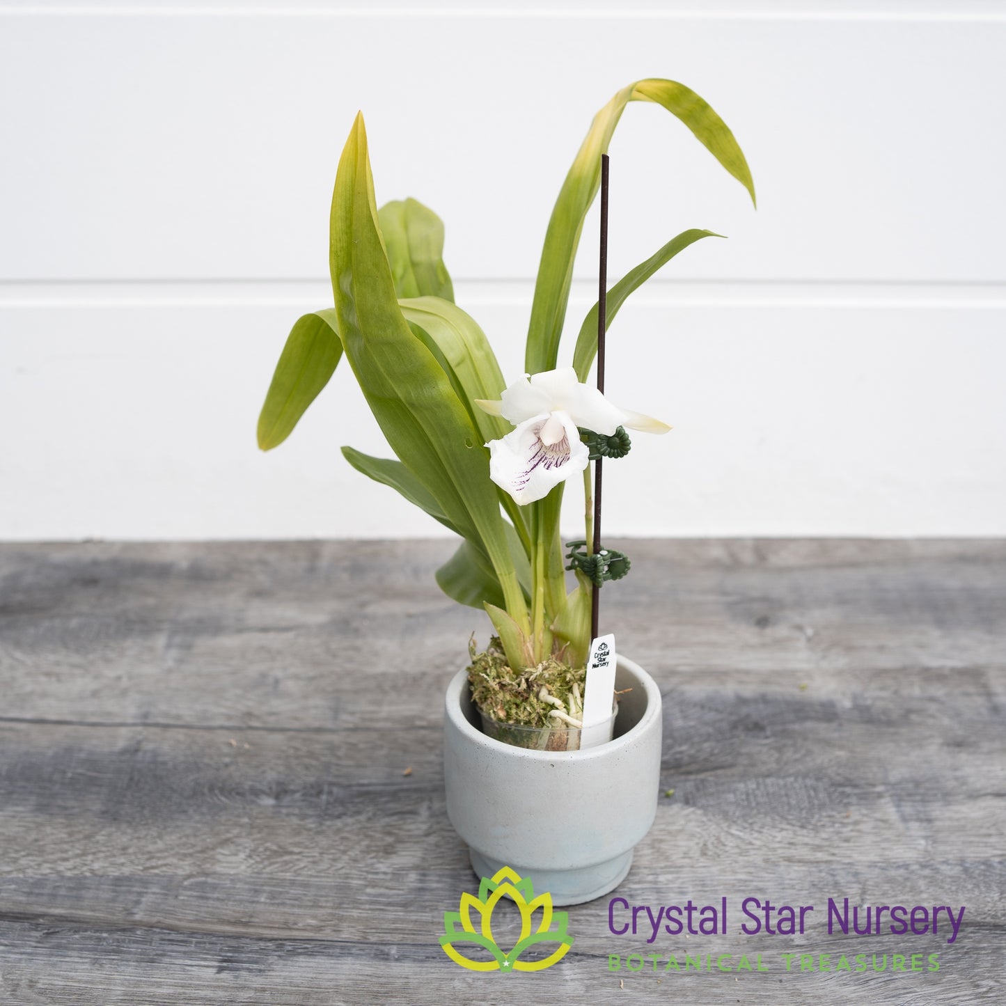 Cochleanthes Amazonica (CF12)