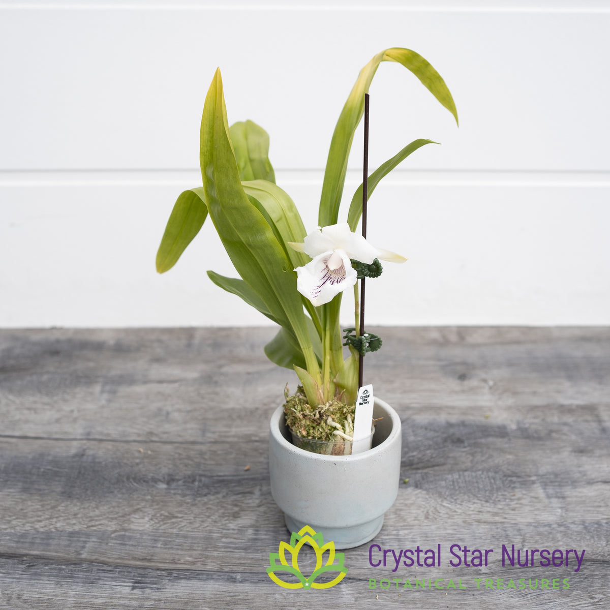 Cochleanthes Amazonica (CF12)