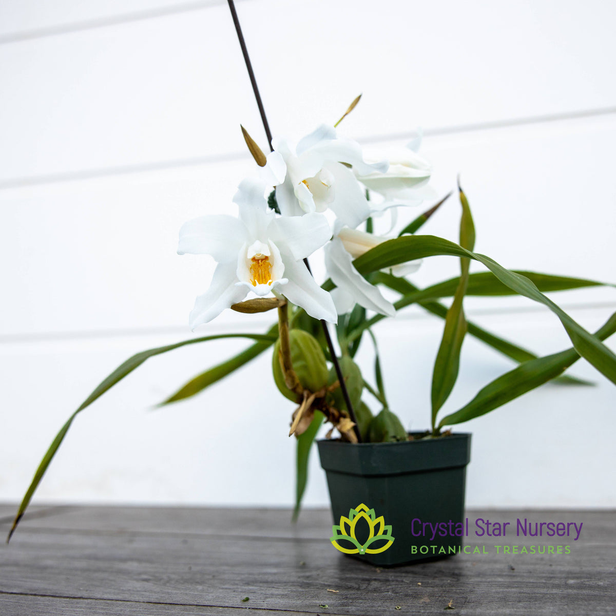 Coelogyne Cristata