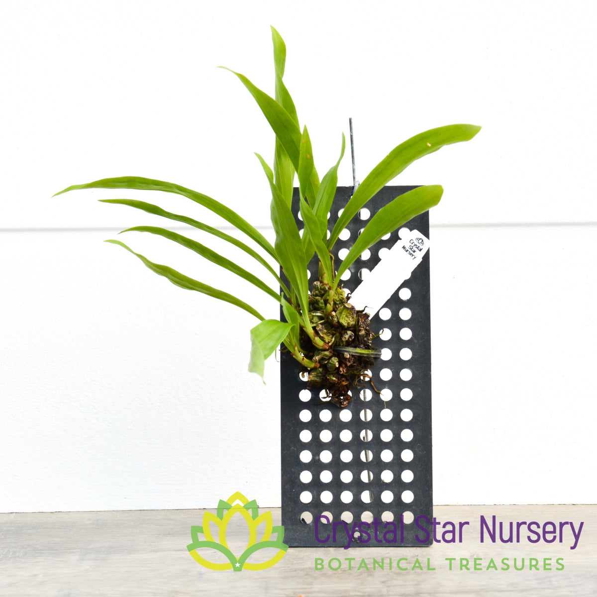 Coelogyne Schilleriana