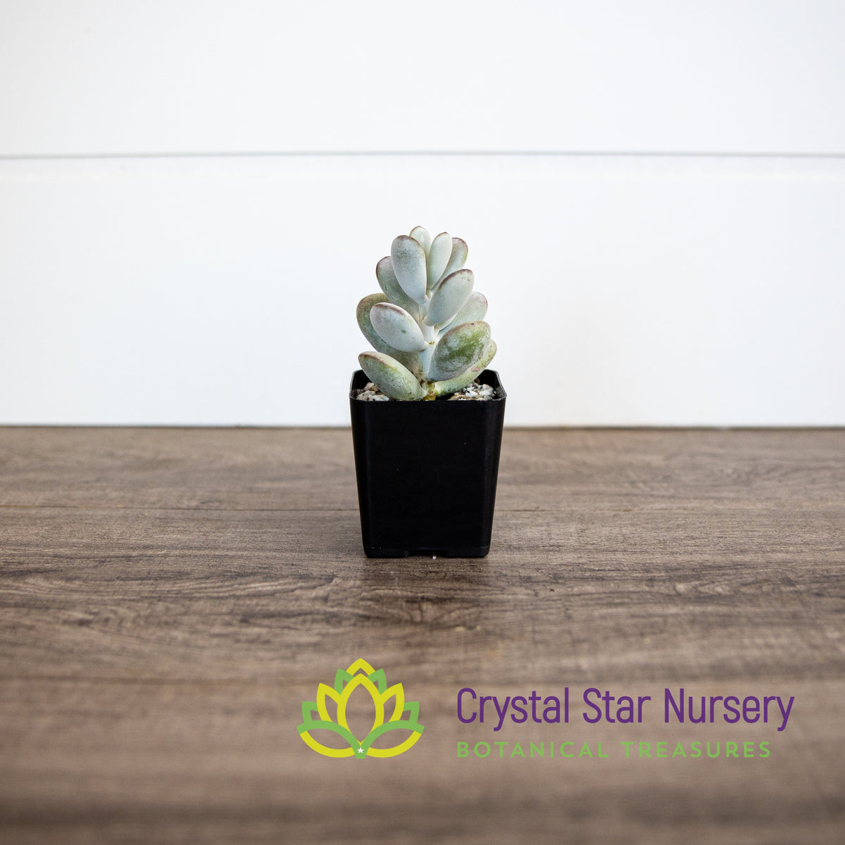 Cotyledon Orbiculata Oophylla
