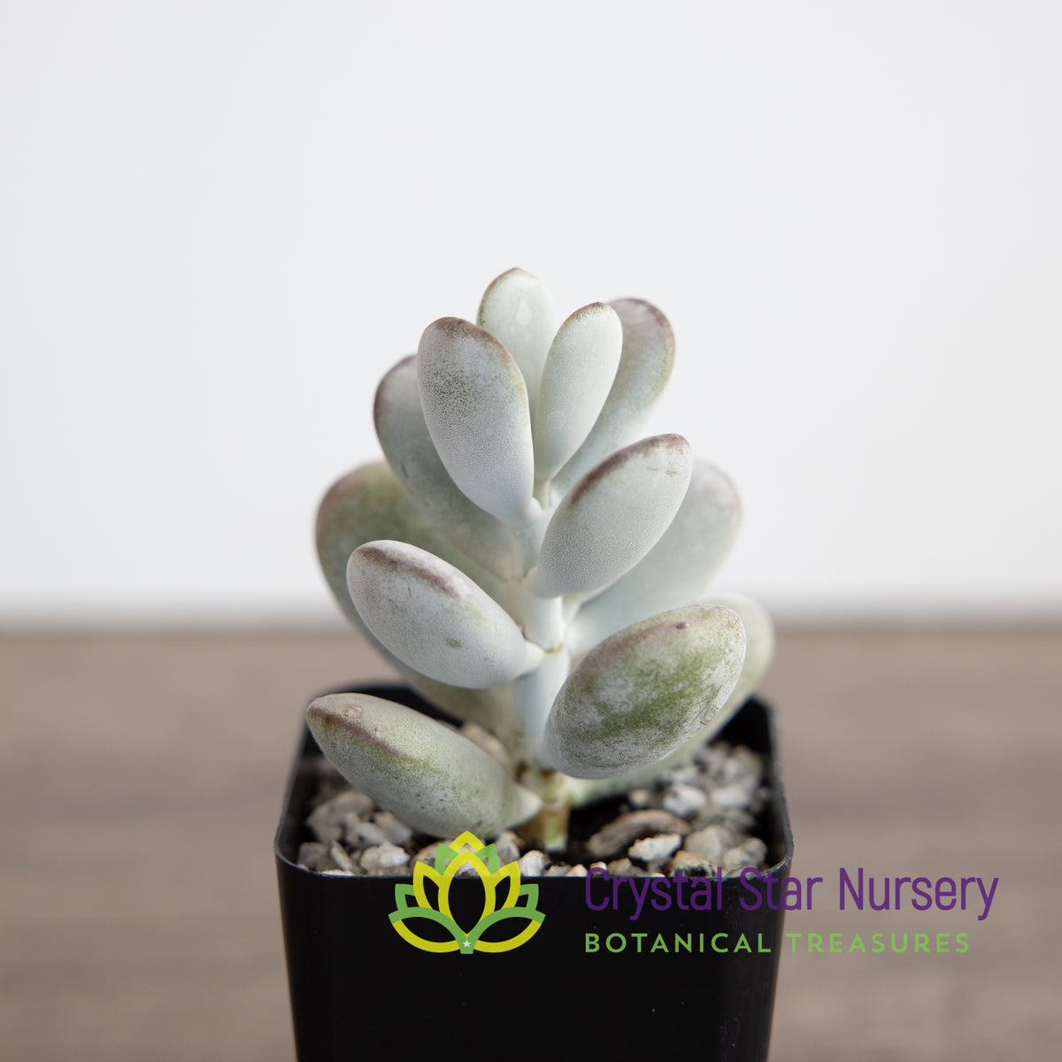 Cotyledon Orbiculata Oophylla