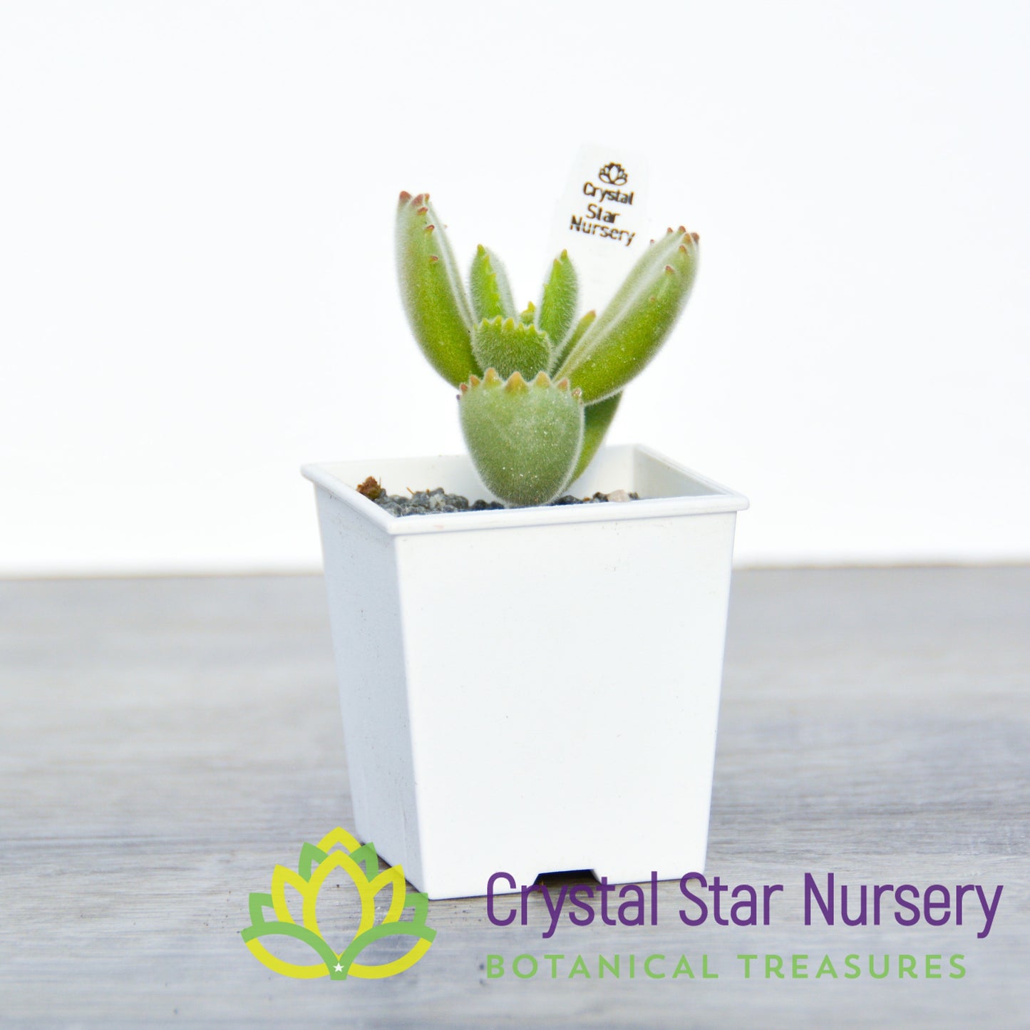 Cotyledon Tomentosa