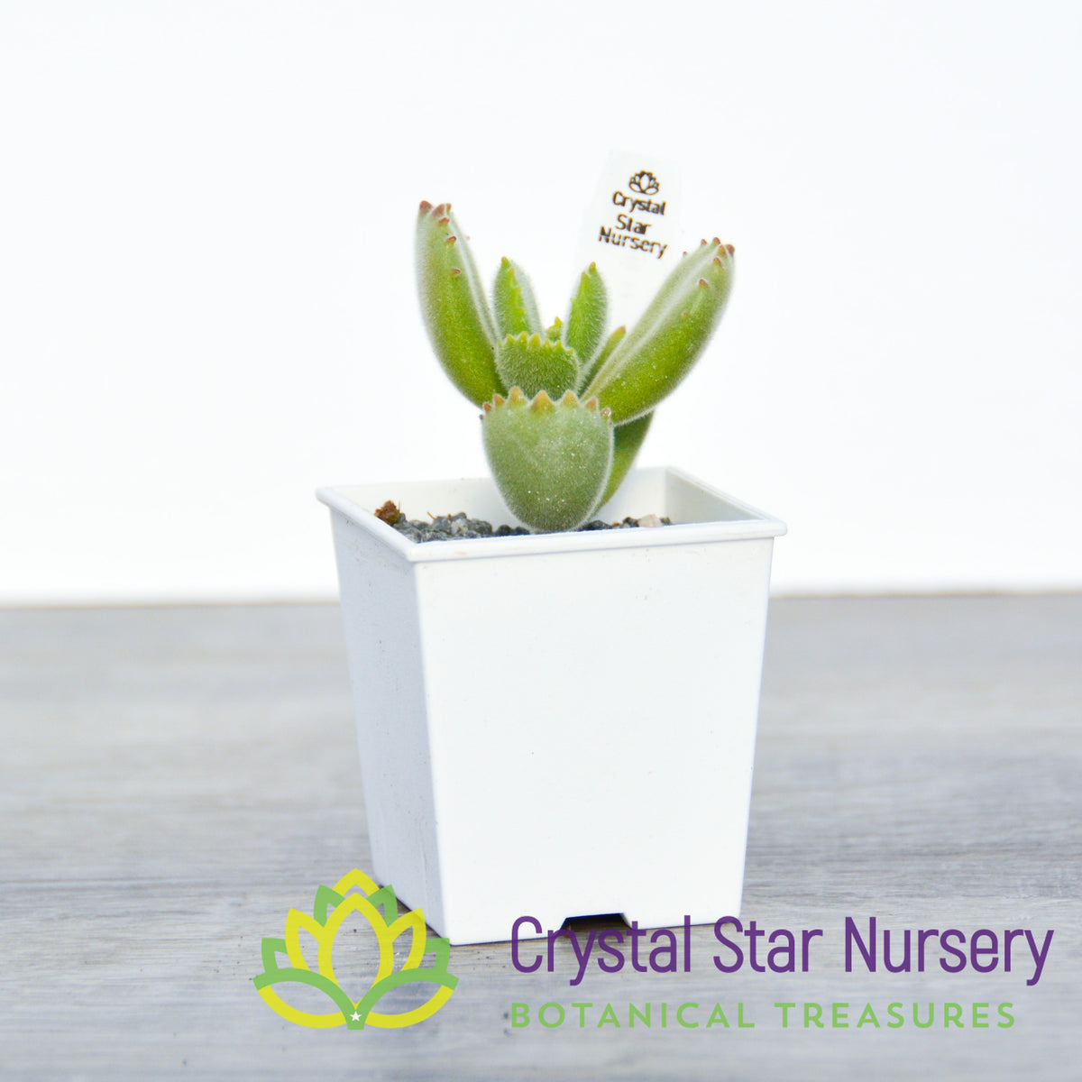 Cotyledon Tomentosa