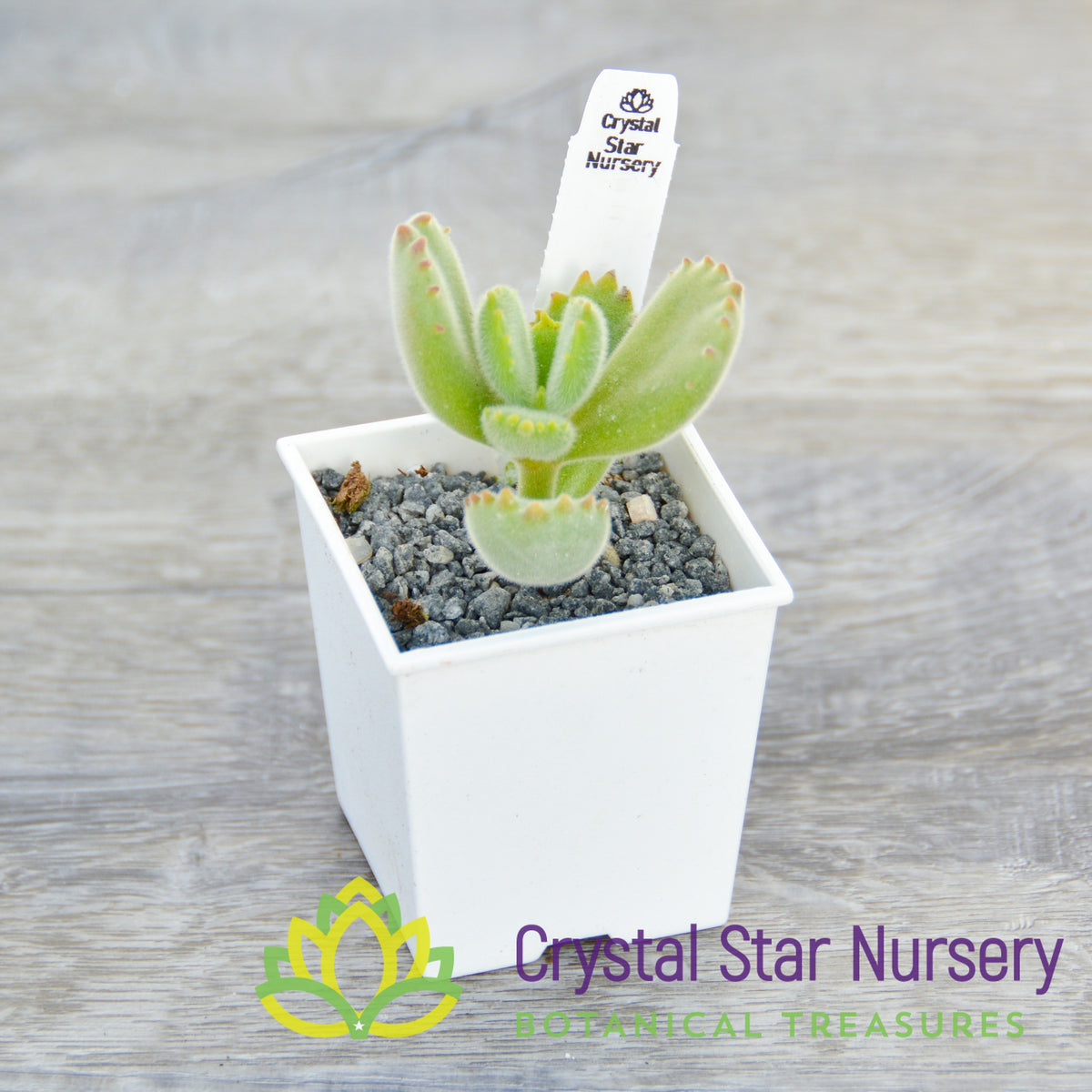 Cotyledon Tomentosa