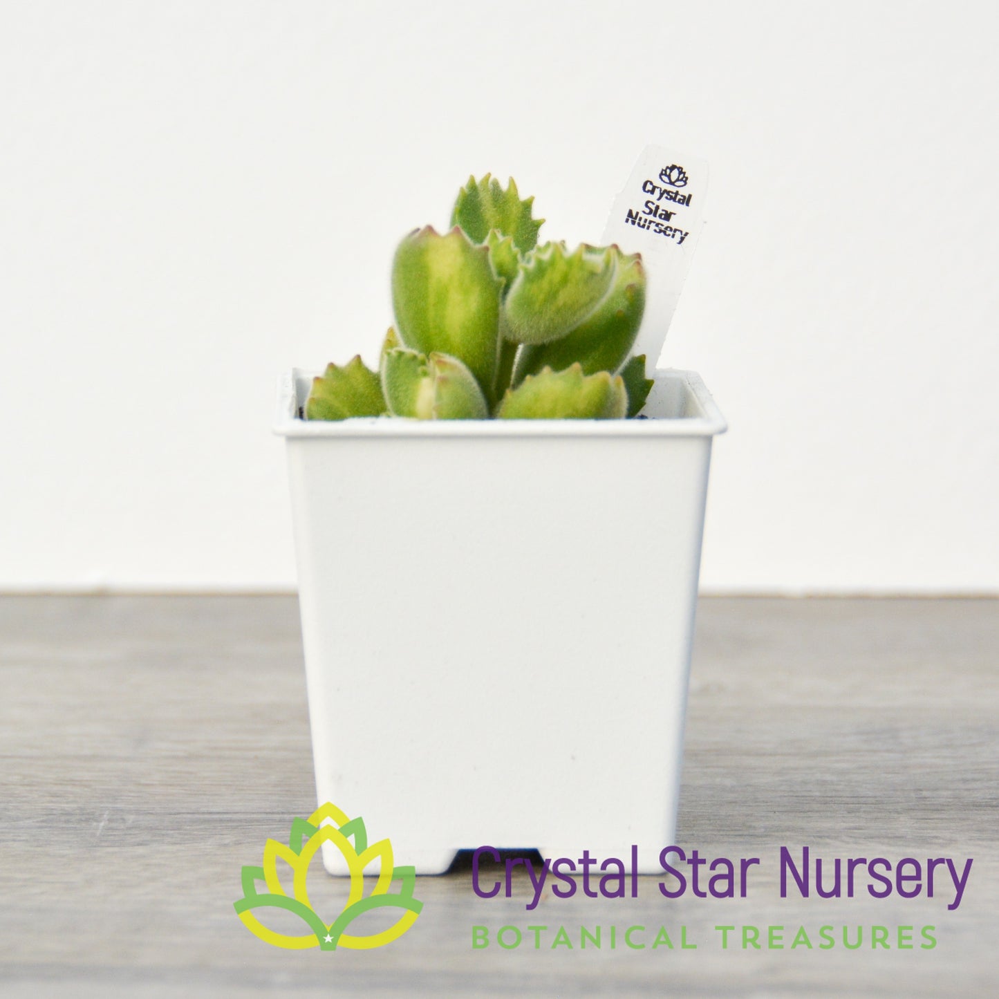 Cotyledon tomentosa (Inner Variegated)