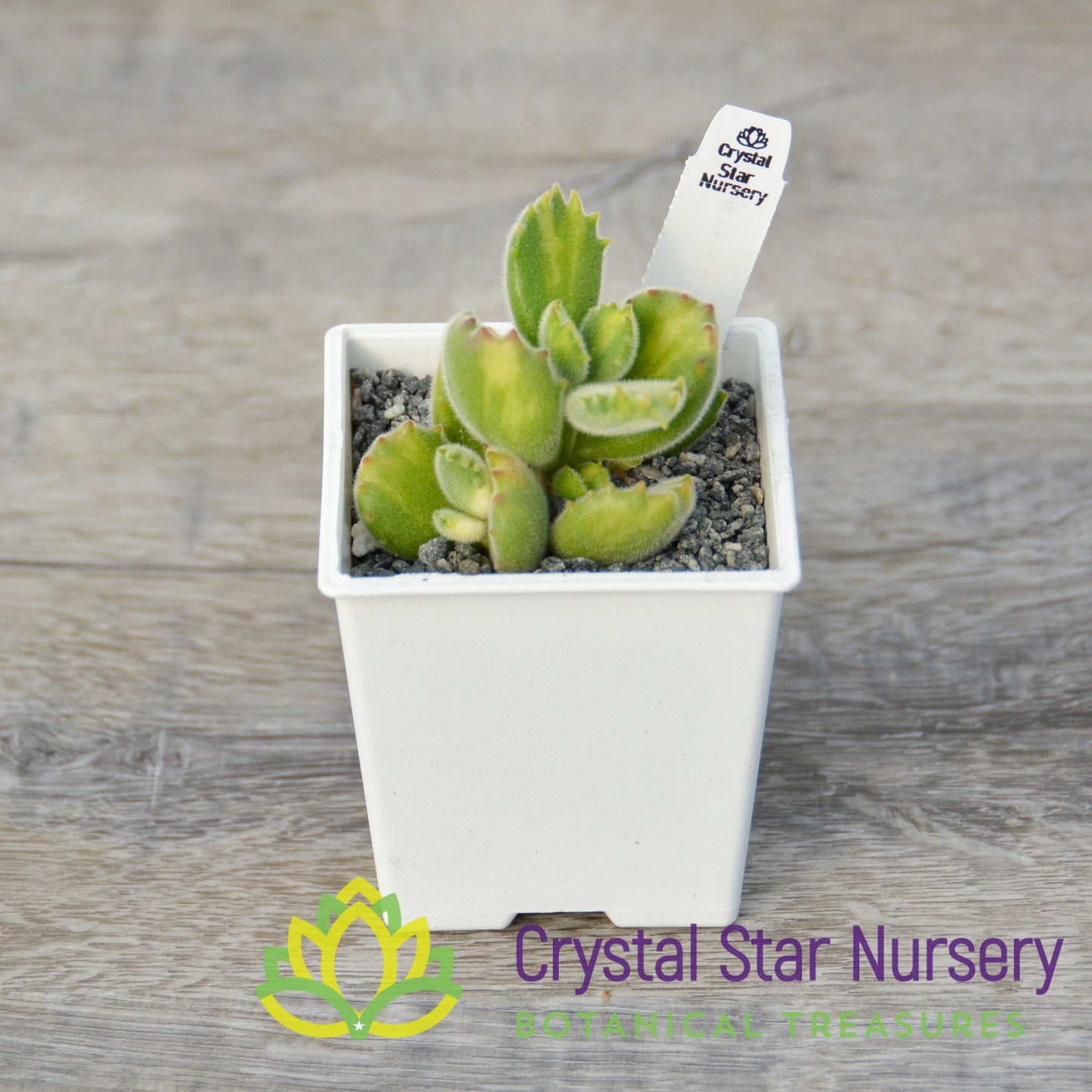 Cotyledon tomentosa (Inner Variegated)