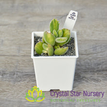 Cotyledon tomentosa (Inner Variegated)