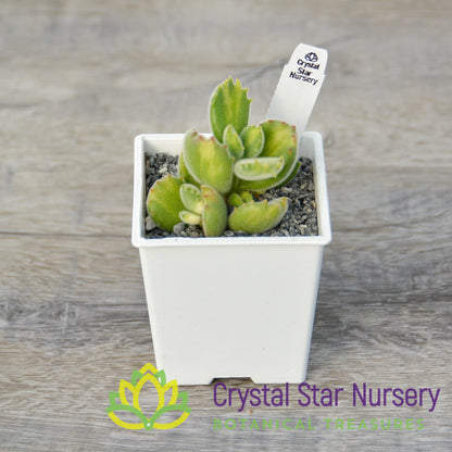 Cotyledon tomentosa (Inner Variegated)