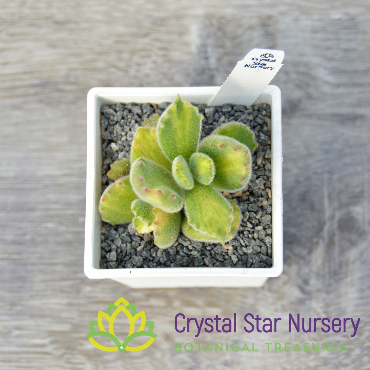 Cotyledon tomentosa (Inner Variegated)