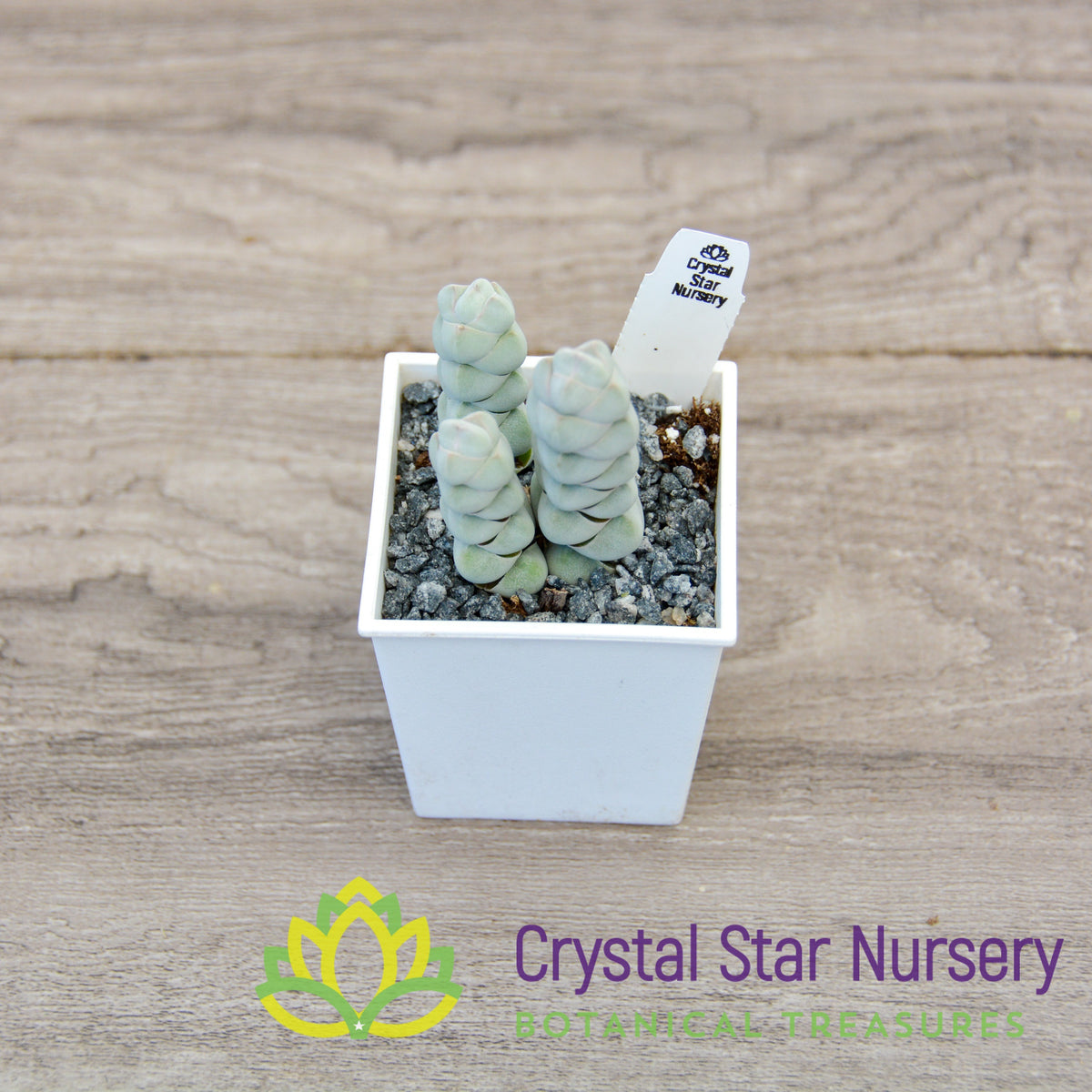 Crassula Arta
