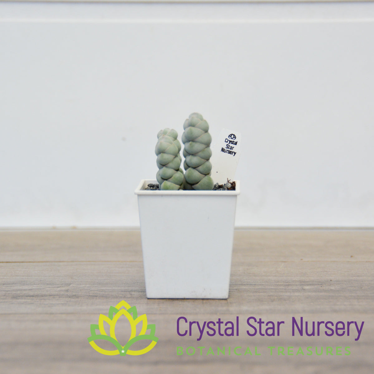 Crassula Arta