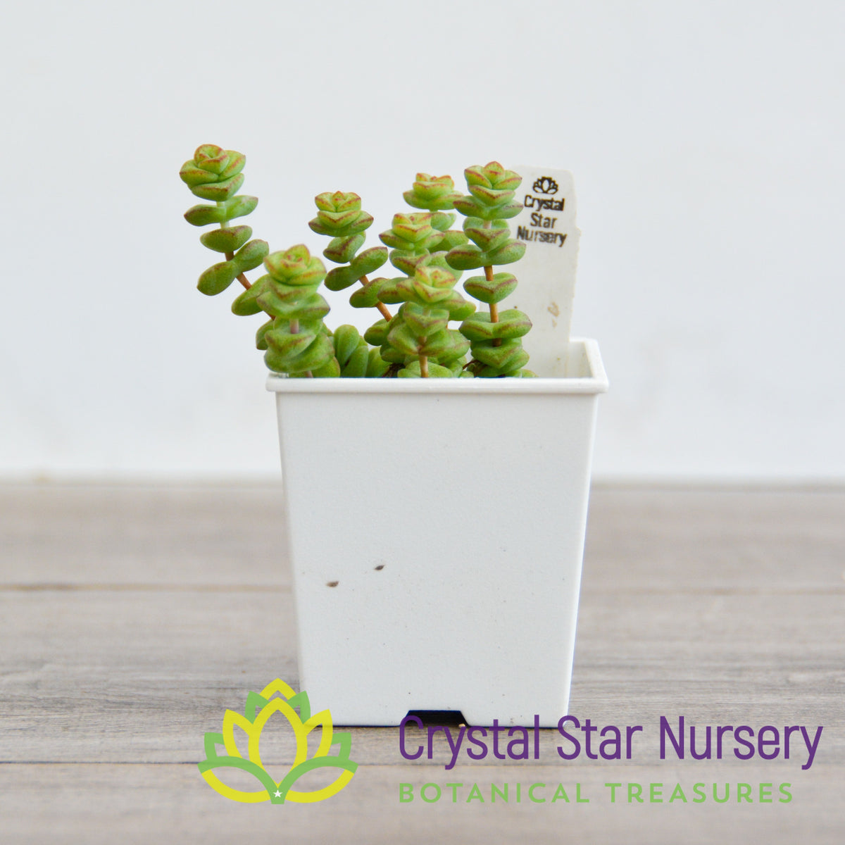 Crassula Baby Necklace